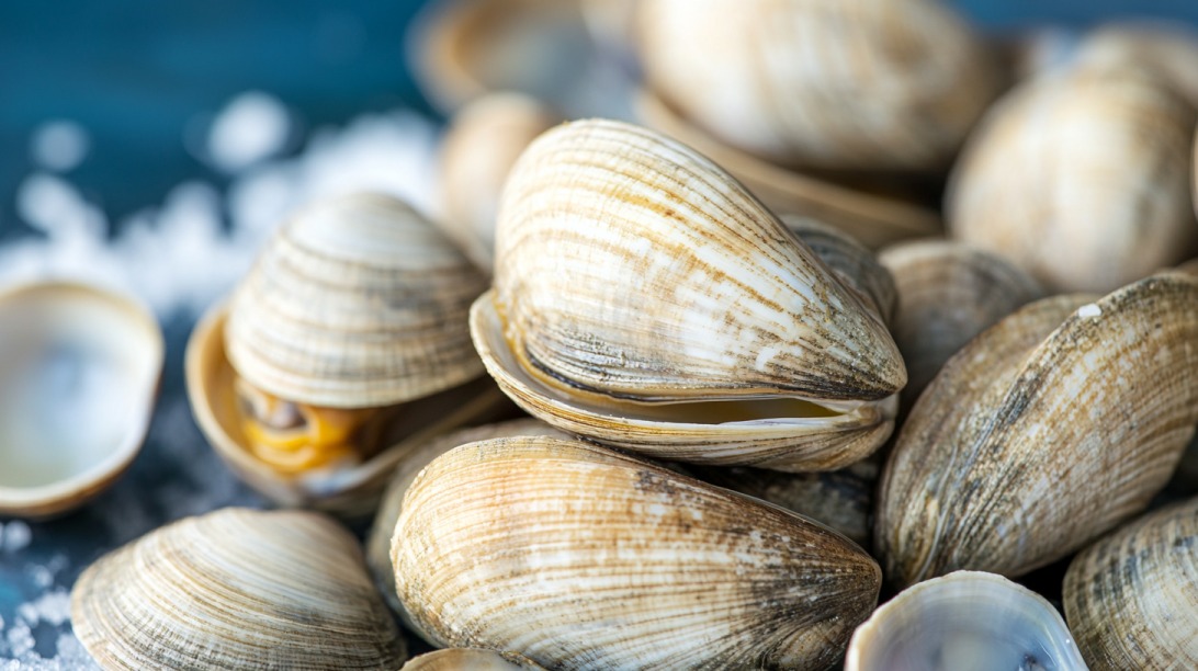 Close-up of fresh clams with partially opened shells on a blue surface
